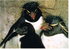 Meine erste Postcrossing-Karte aus den USA.