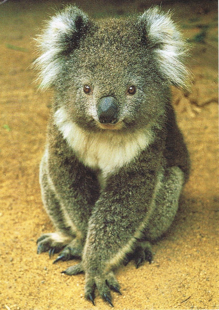 Ein Koala aus Earlwood/Sydney, Australien