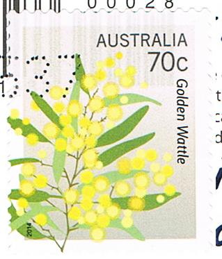 Die Gold-Akazie, das Nationale Blumensymbol Australiens