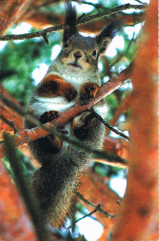Eichhörnchen aus Finnland