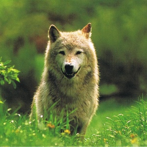 Tundra Wolf im Park von "Sainte-Lucie"