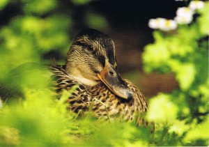 Stockente aus den Niederlanden