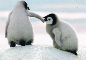 Zwei Pinguine aus den Niederlanden
