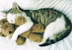 Katze mit Teddy