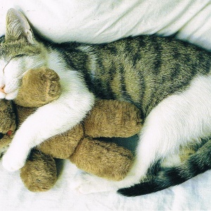 Katze mit Teddy
