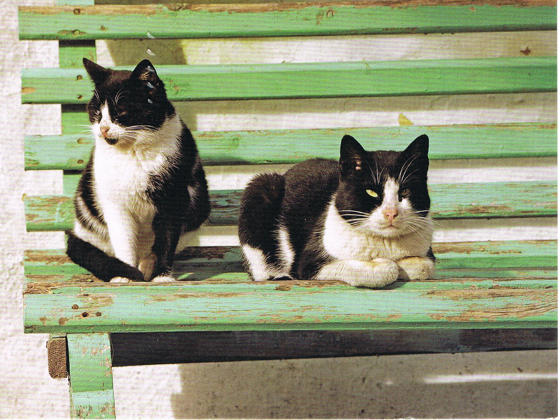 Katzen aus Wolfenbüttel