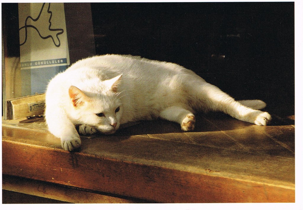 Weiße Katze aus Alveslohe