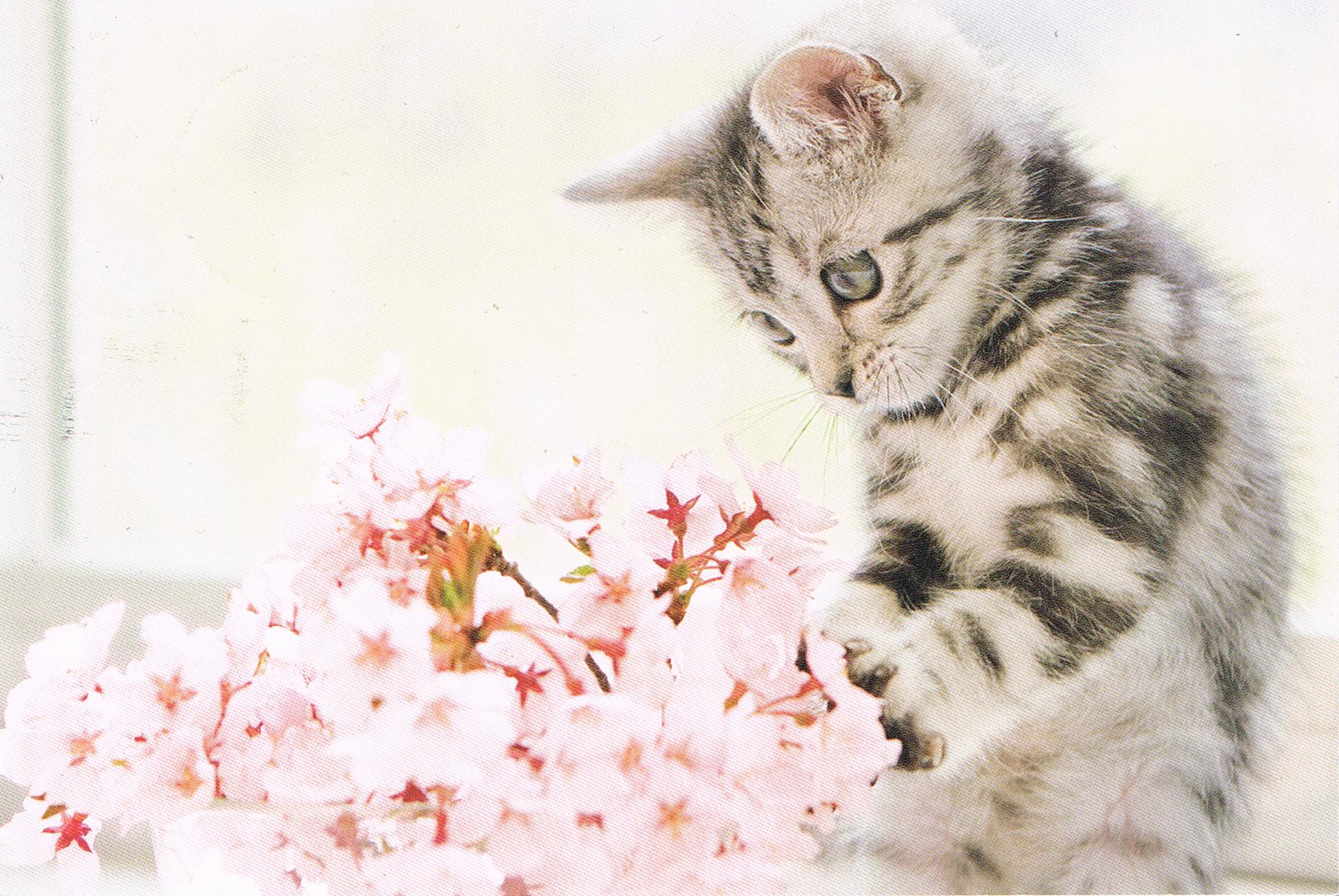Katze mit Kirschblüten
