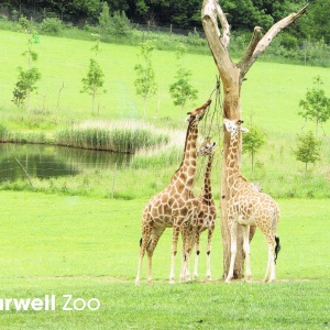 Giraffen im Marwell Zoo