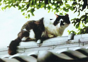 Katze aus Taiwan