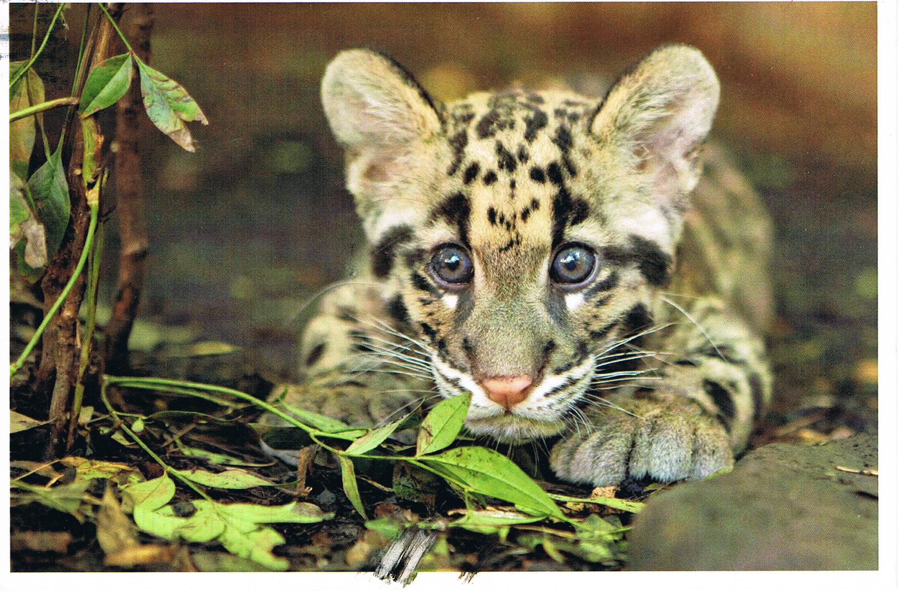 Ein junger Leopard aus dem Zoo in Nashville