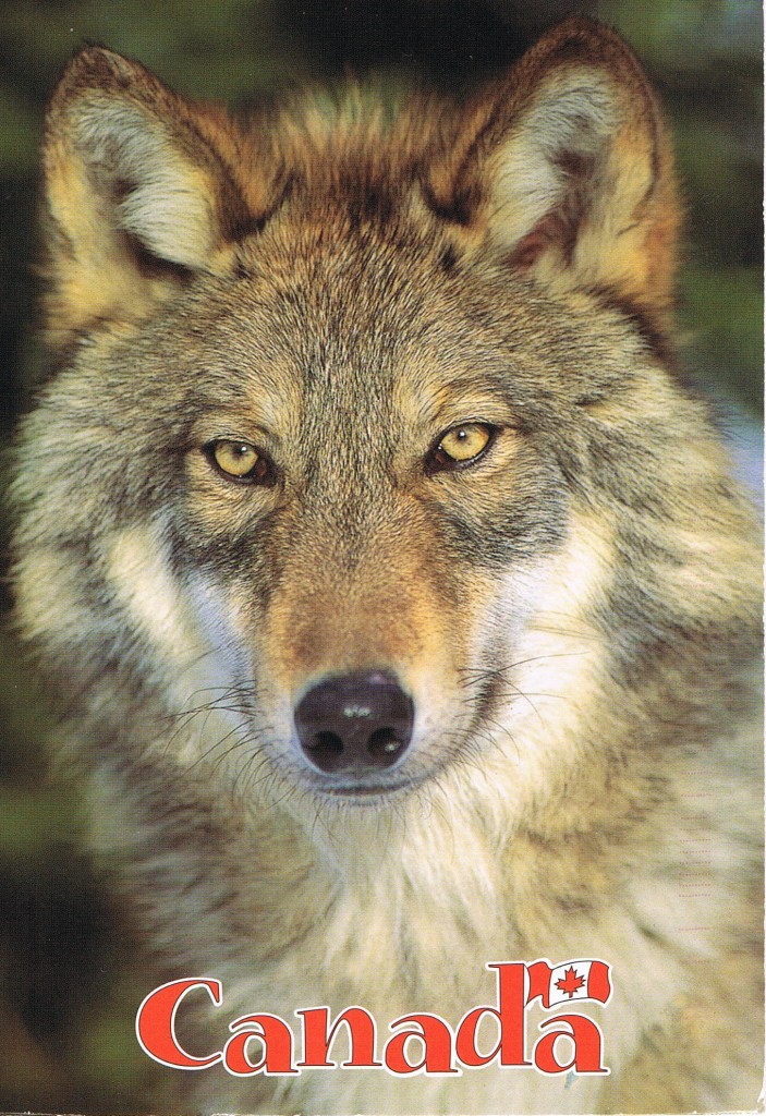 Timberwolf aus Kanada