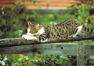 Postkarte aus dem Saarland