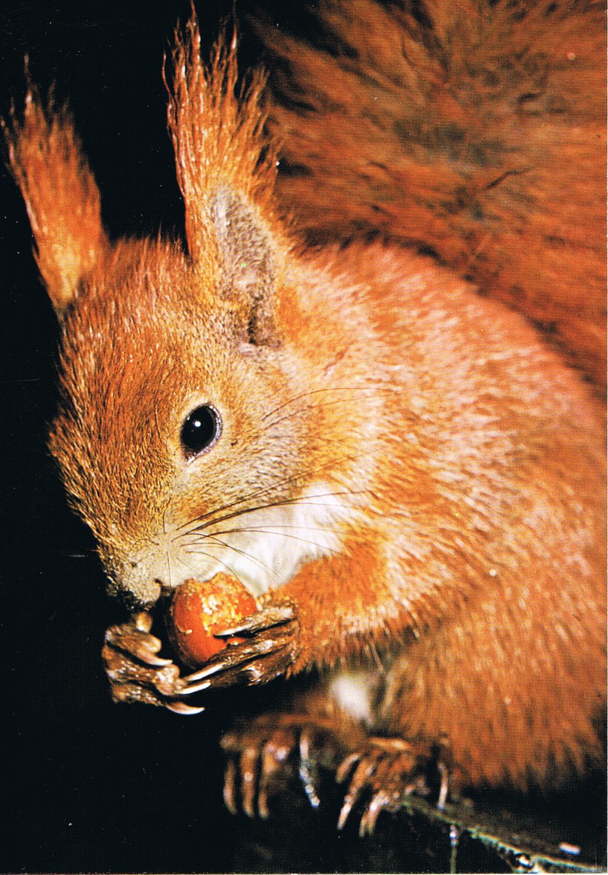 Ein Eichhörnchen aus dem Westerwald