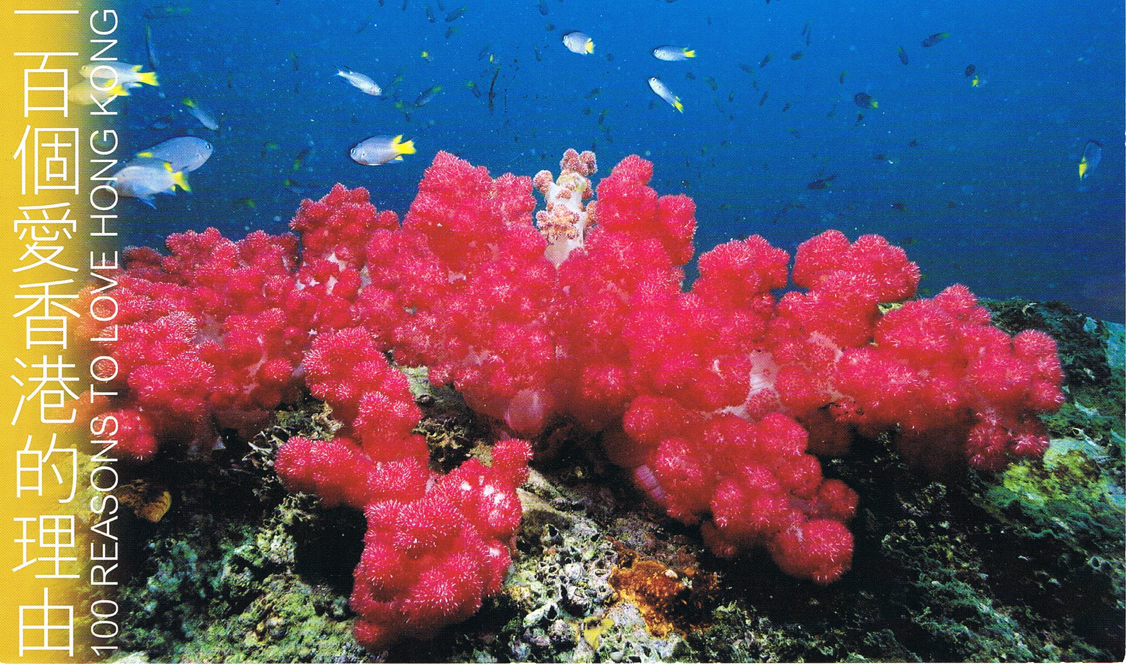 Korallenriffe aus Hongkong
