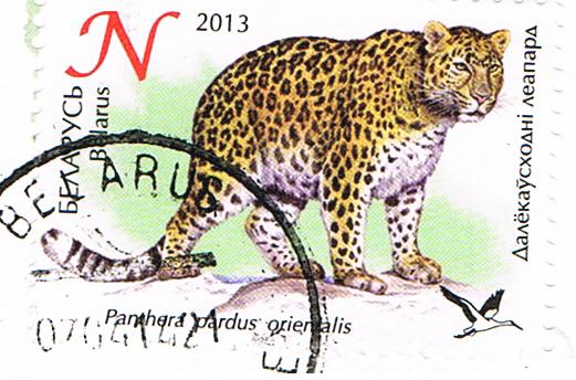 Amurleopard auf einer Briefmarke aus Weißrussland