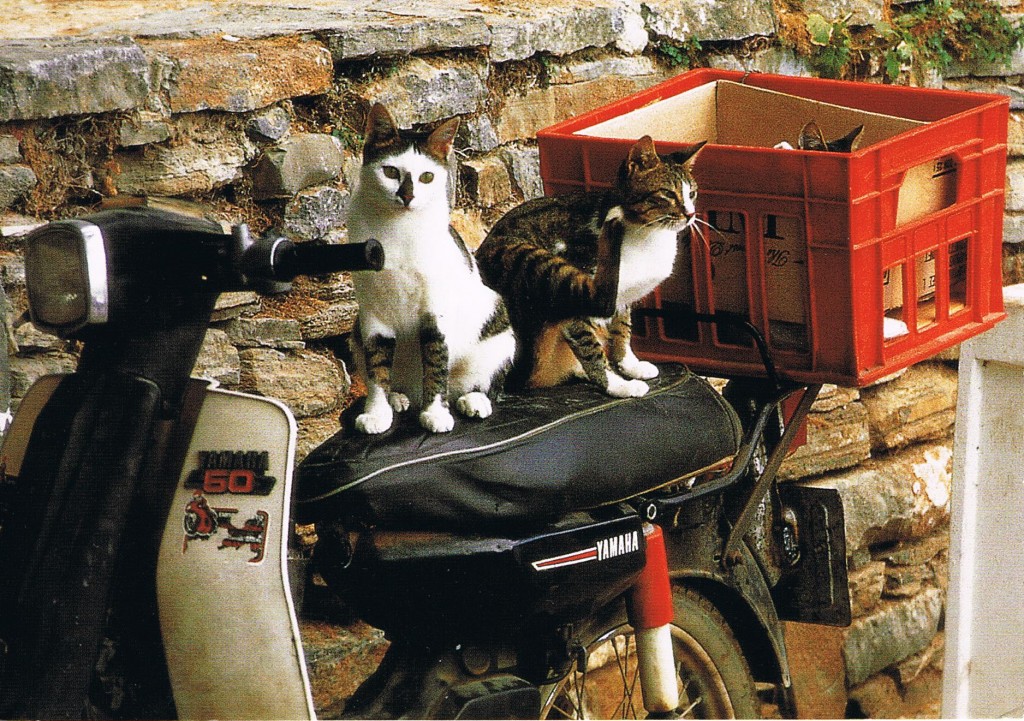 Katze auf einem Motorroller
